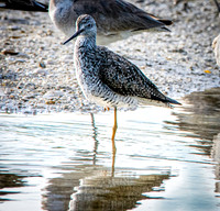 Solitary sandpiper
