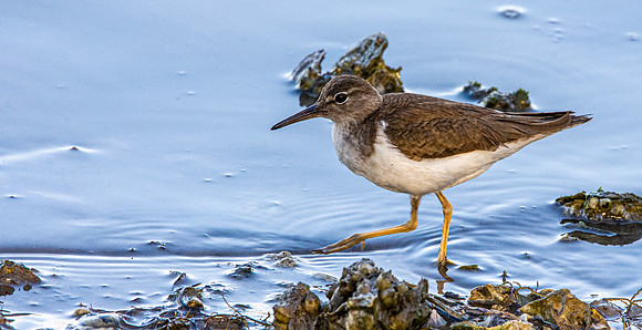 Spotted sandpiper