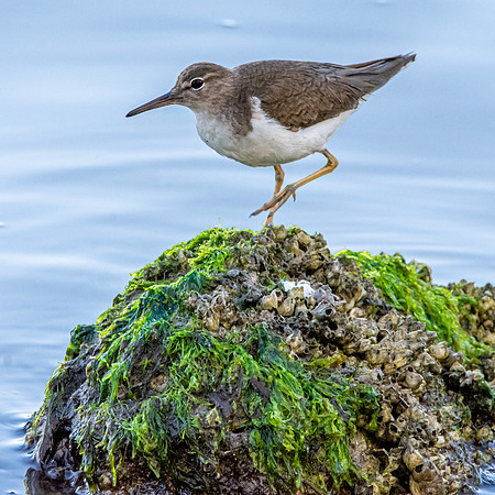 Spotted sandpiper