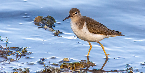 Spotted sandpiper