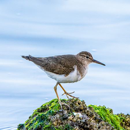 Spotted sandpiper