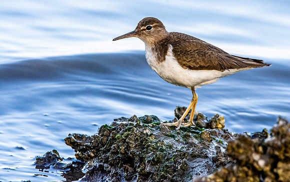 Spotted sandpiper