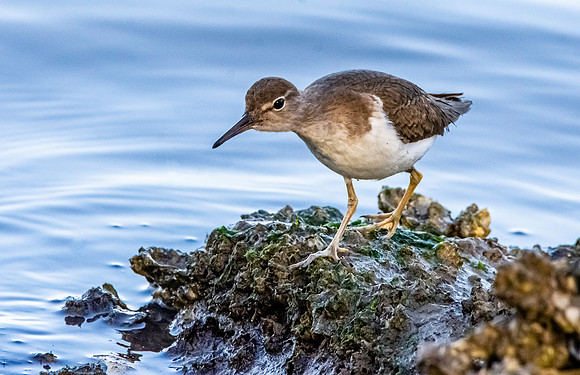 Spotted sandpiper