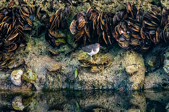 Spotted sandpiper