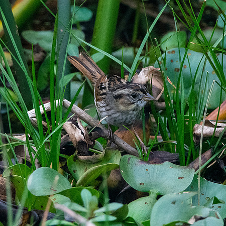 Swamp sparrow