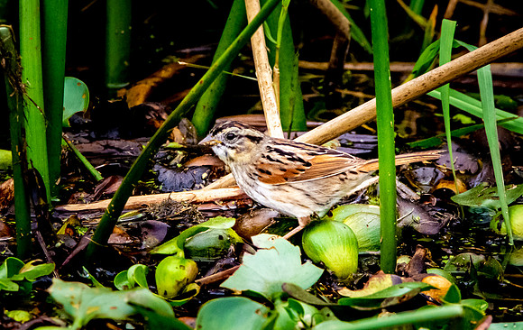 Swamp sparrow