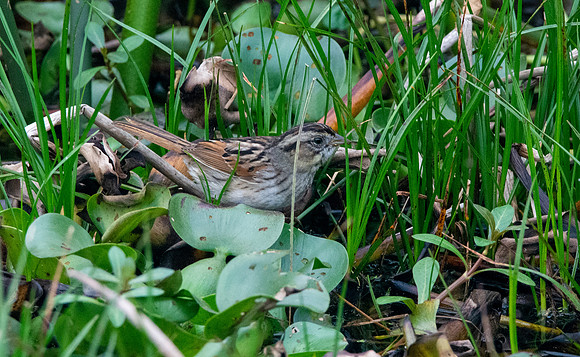 Swamp sparrow