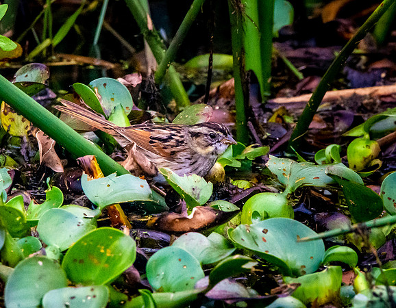 Swamp sparrow