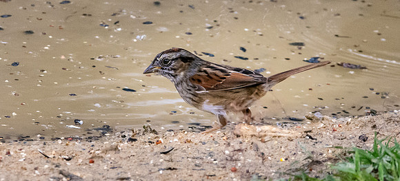 Swamp sparrow