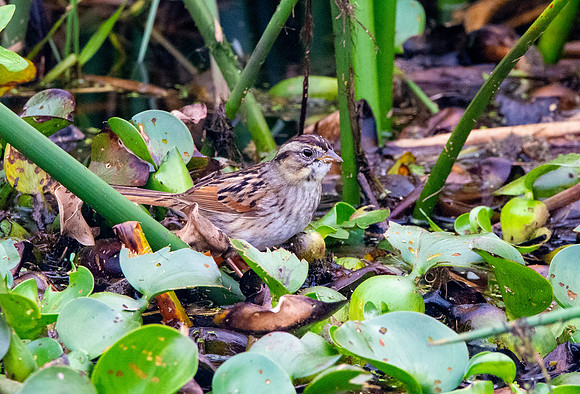 Swamp sparrow