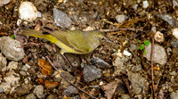 Tennessee warbler