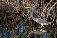 Tricoloured heron