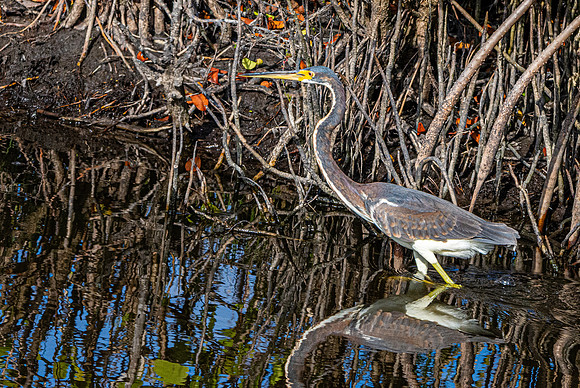 Tricoloured heron