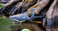 Tricoloured heron
