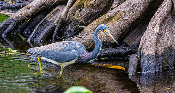Tricoloured heron