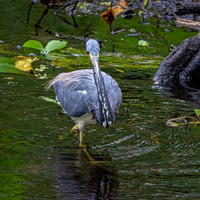 Tricoloured heron