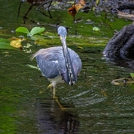 Tricoloured heron