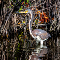 Tricoloured heron