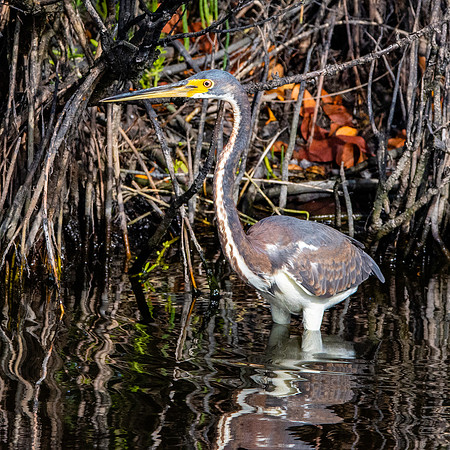 Tricoloured heron
