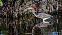 Tricoloured heron