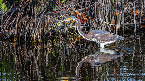 Tricoloured heron