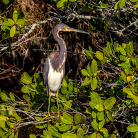 Tricoloured heron