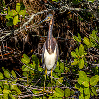Tricoloured heron