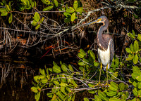Tricoloured heron