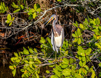 Tricoloured heron