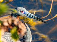 Tricoloured heron