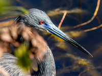 Tricoloured heron