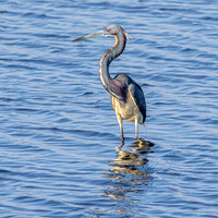 Tricoloured heron