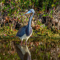 Tricoloured heron