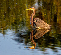 Tricoloured heron