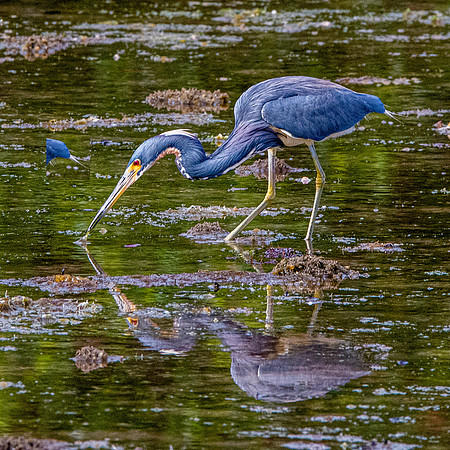 Tricoloured heron