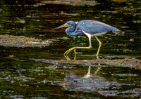 Tricoloured heron