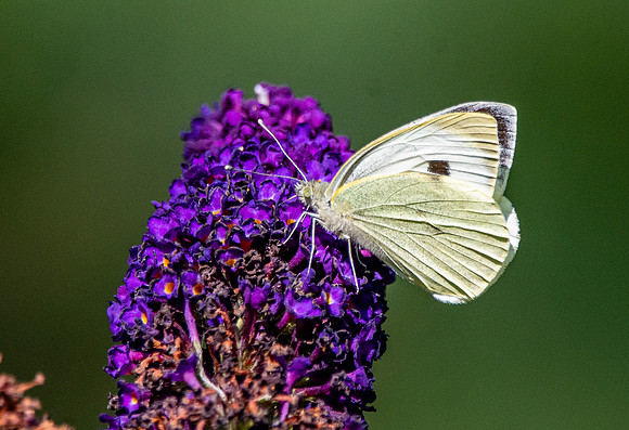Large white butterfly