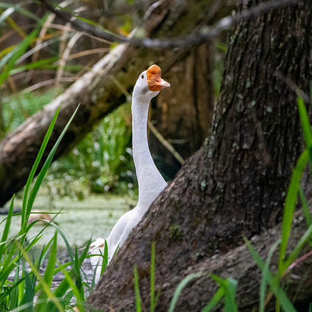 White Chinese goose
