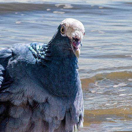 White crowned pigeon