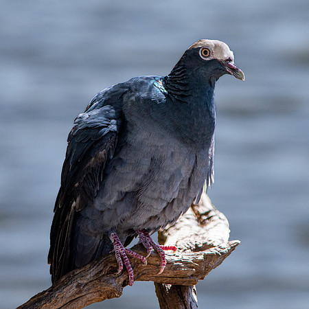 White crowned pigeon