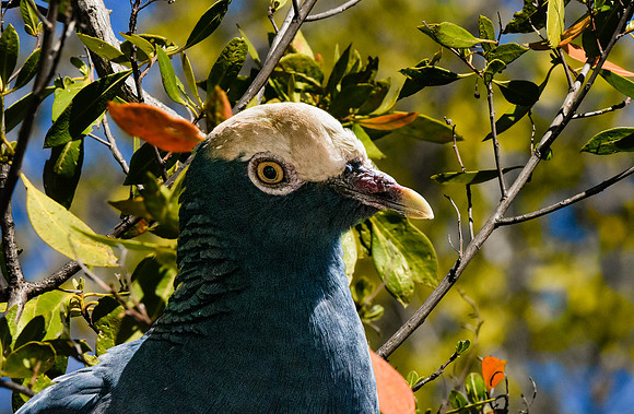 White crowned pigeon