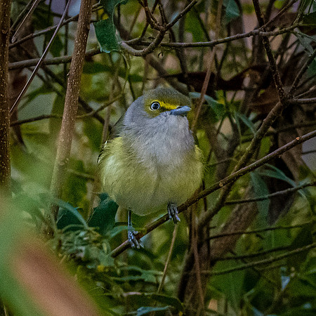 White eyed vireo