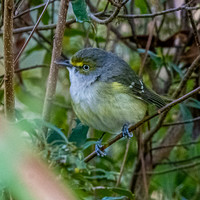 White eyed vireo