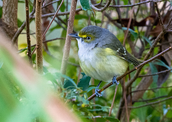 White eyed vireo