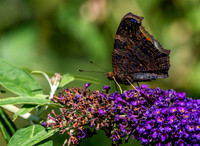 Peacock butterfly