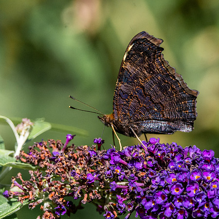 Peacock butterfly