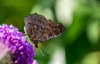 Peacock butterfly