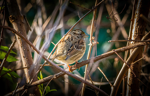 White throated sparrow