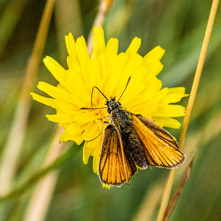 Small skipper