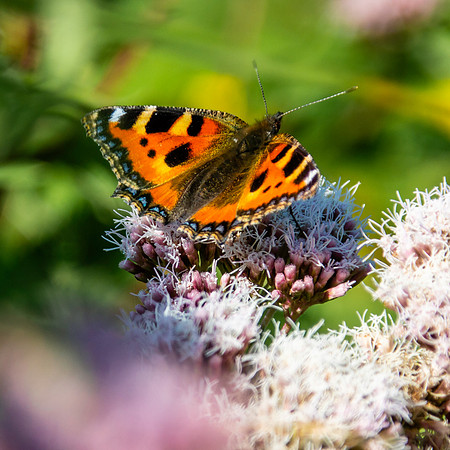 Small tortoiseshell